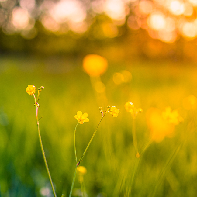 Soul Care

September 21, 11:30 AM – 12:30 PM | Room 356
This class explores the sacred intersection of counseling and Christian formation, where healing is offered for the wounds that divide us from God, ourselves and others.

Learn More
